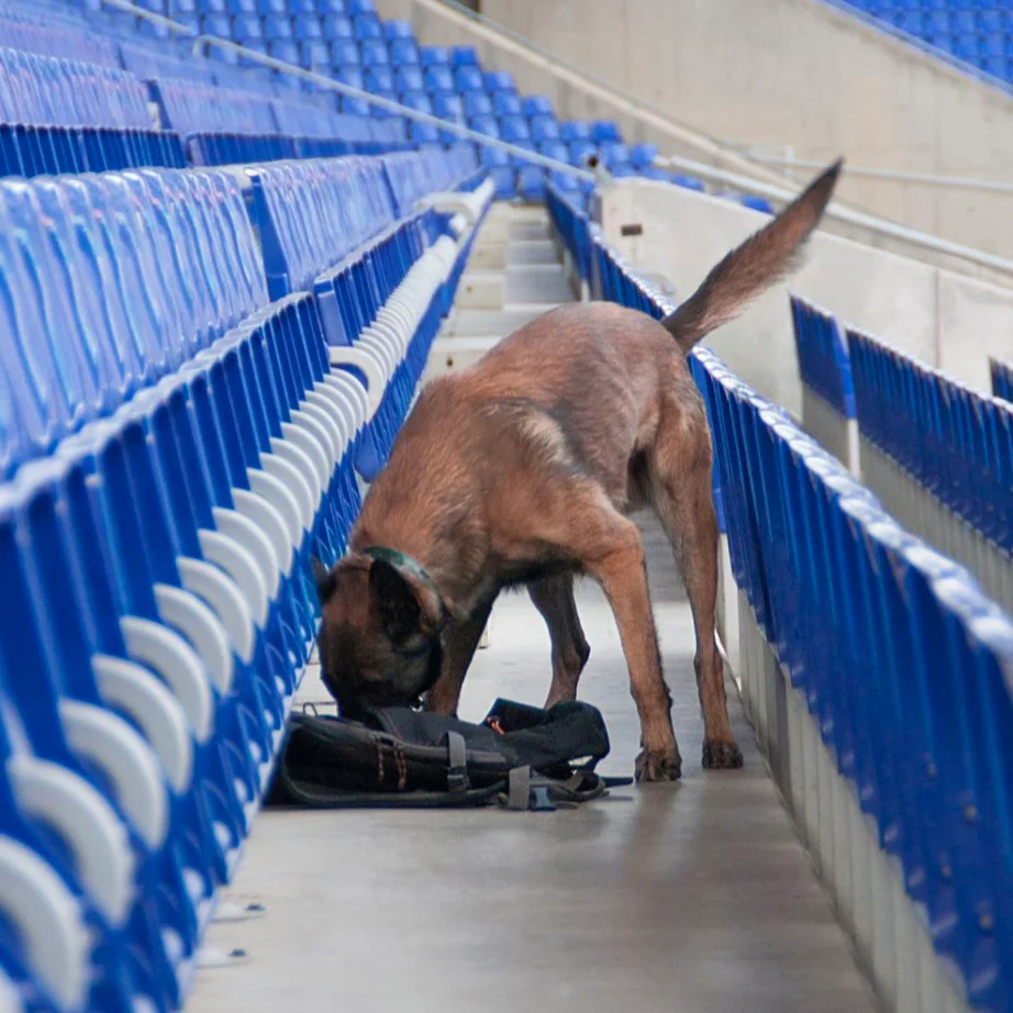 Chien dans un exercice de détection dans un stade