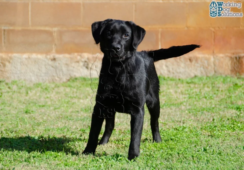 Published photograph of ANUBIS, 5