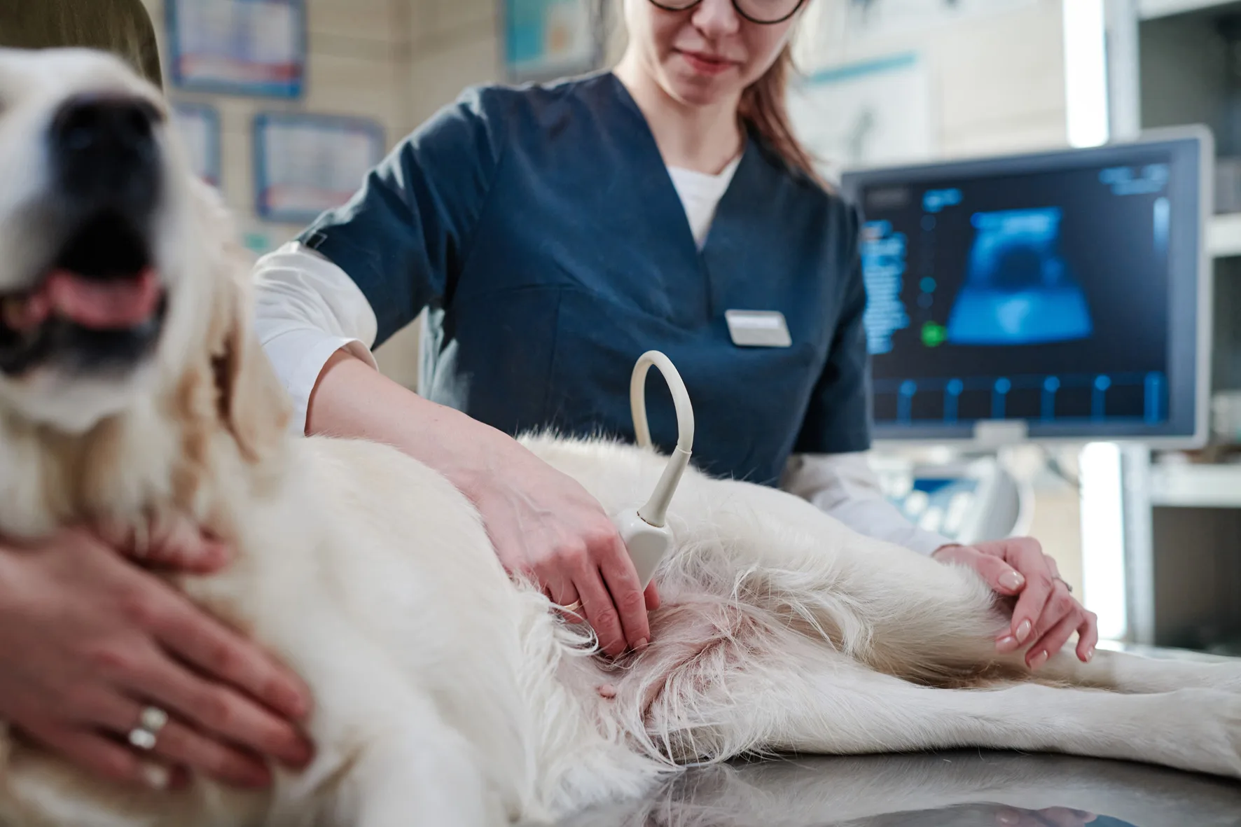 Un chien pendant une échographie vétérinaire.