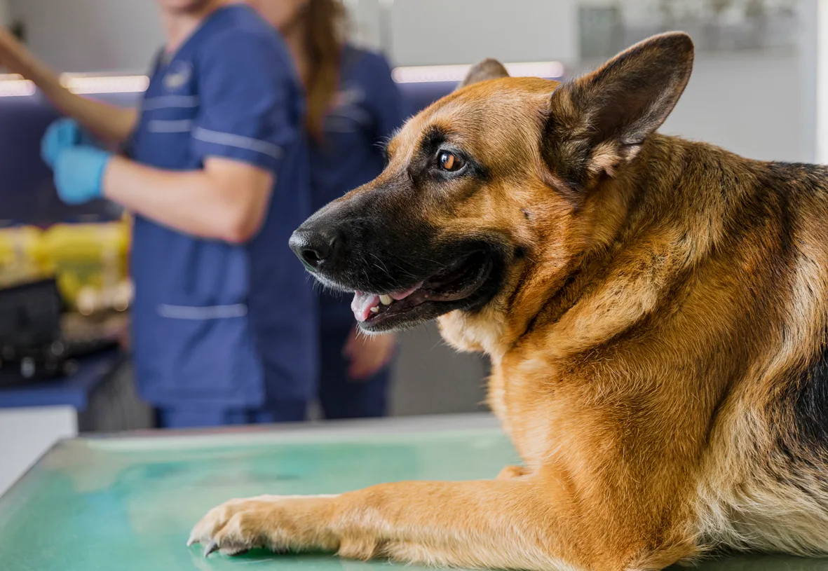Un berger allemand aux côtés d’une vétérinaire en consultation.