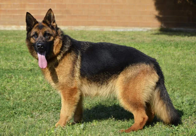 Published photograph of Roxy