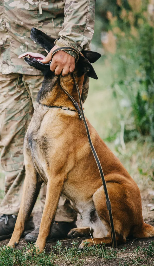 Malinois assis à côté d’une personne qui le guide en tenue de camouflage