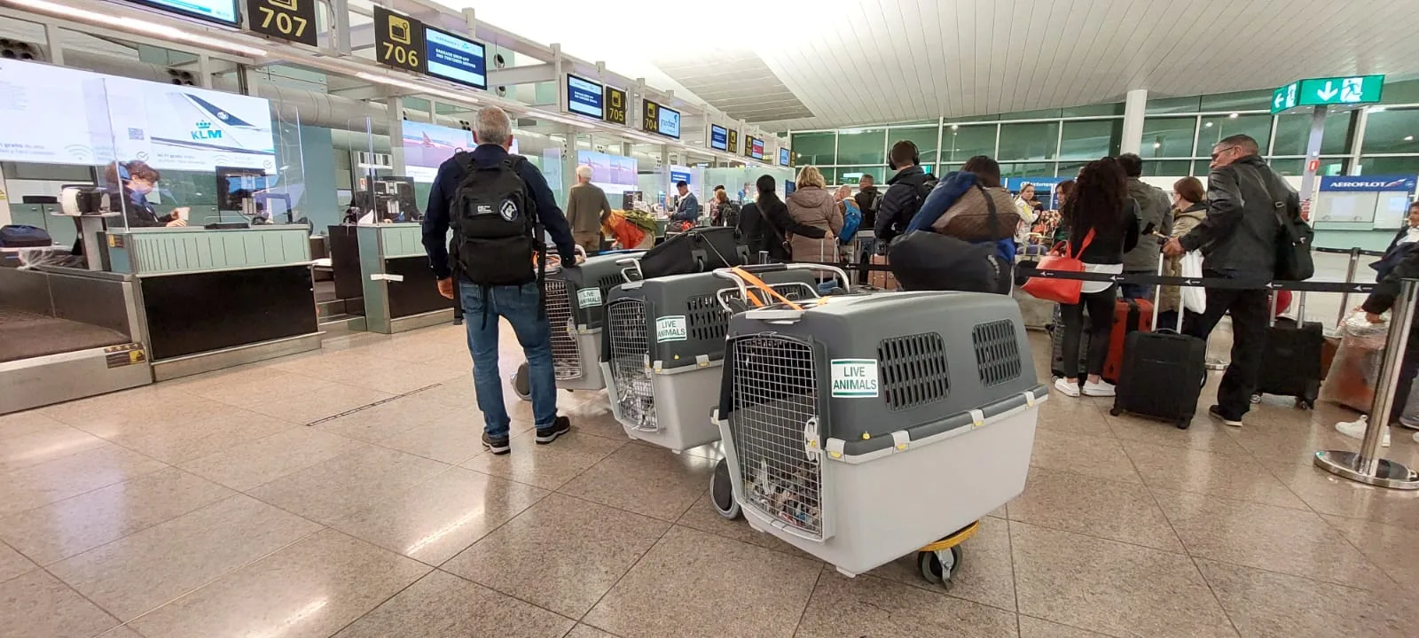 Transportines de perros en la zona de facturación de un aeropuerto