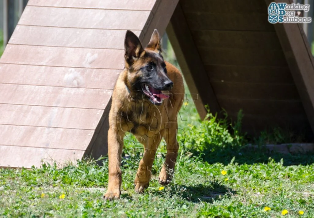 Api · Working Dog Solutions