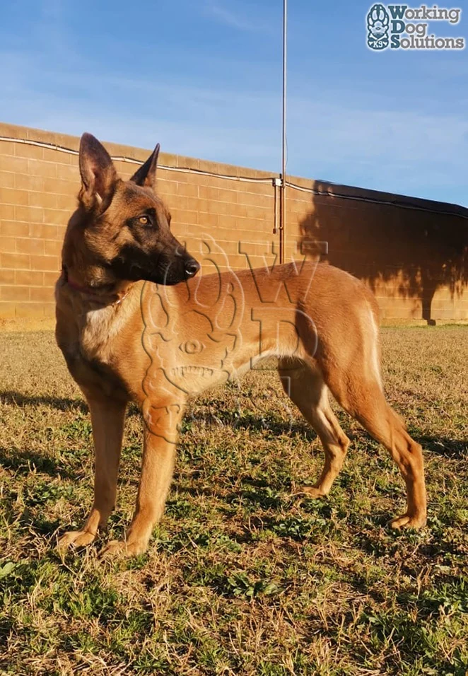 Api · Working Dog Solutions