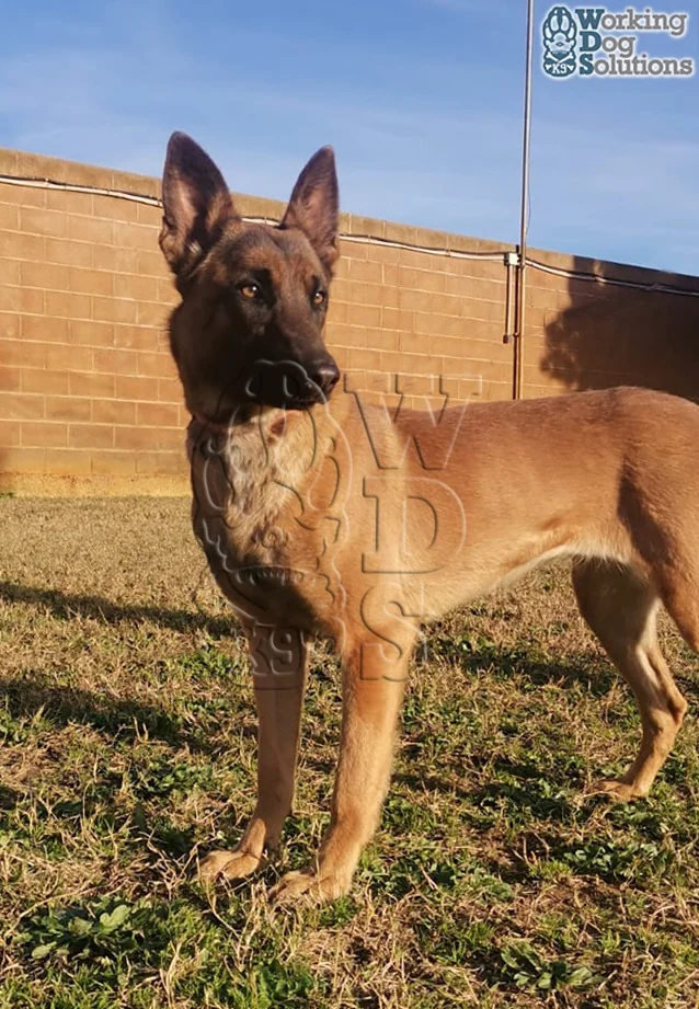Api · Working Dog Solutions