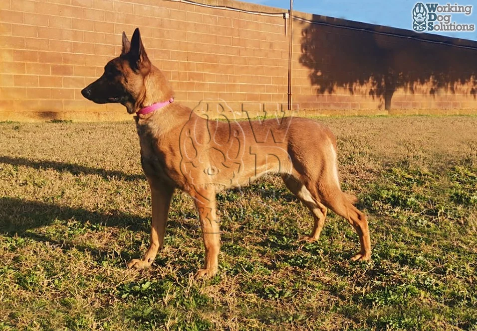 Api · Working Dog Solutions