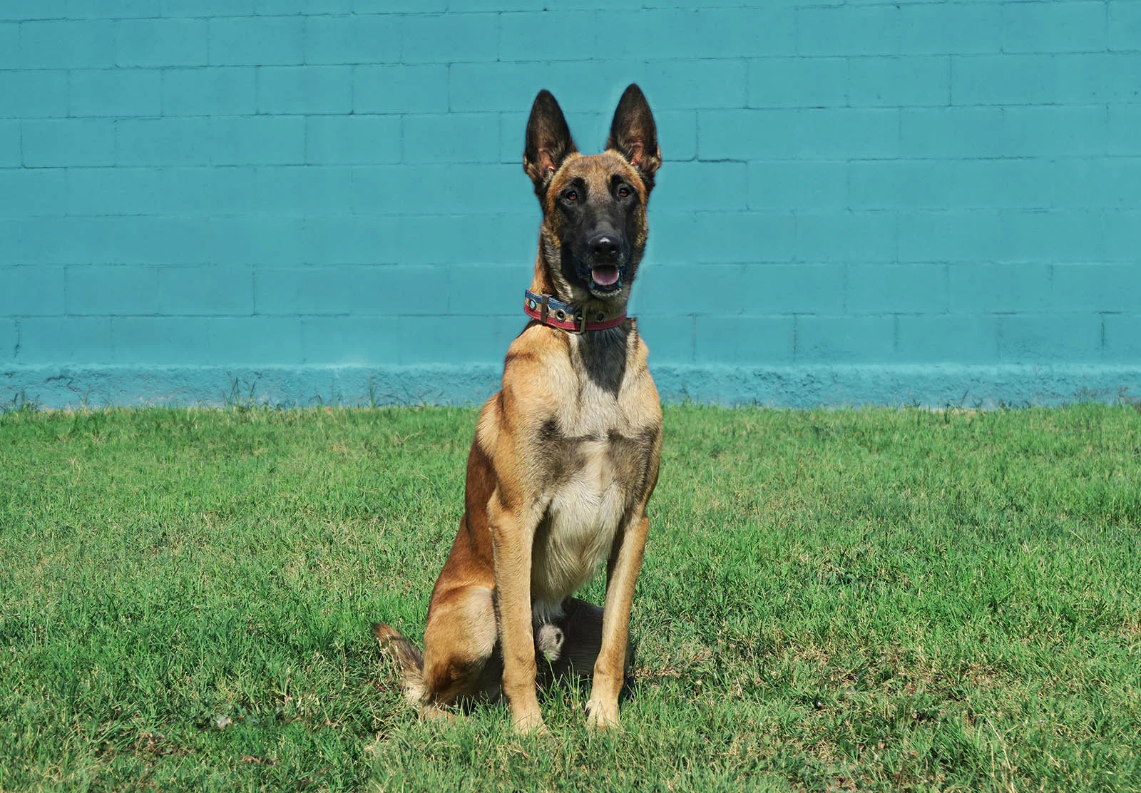 Aruk · Working Dog Solutions
