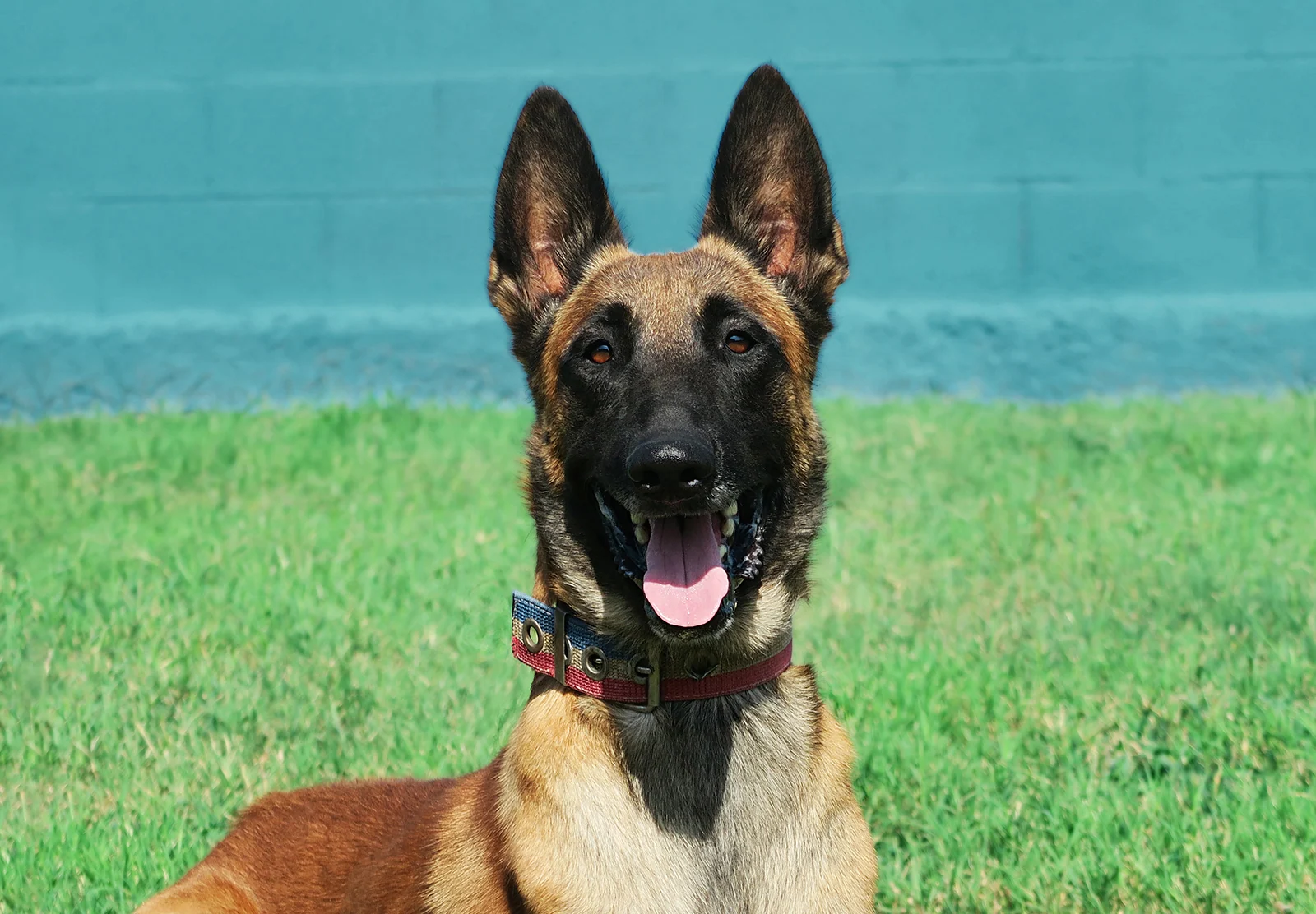 Aruk · Working Dog Solutions