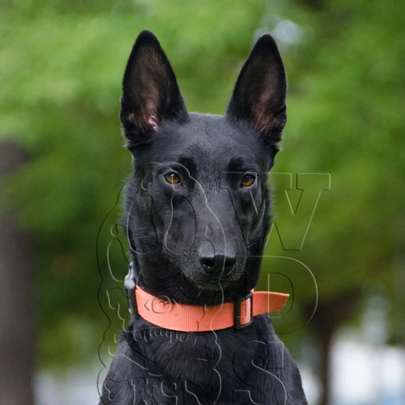 BAILI, progenitor de Loki & Baili