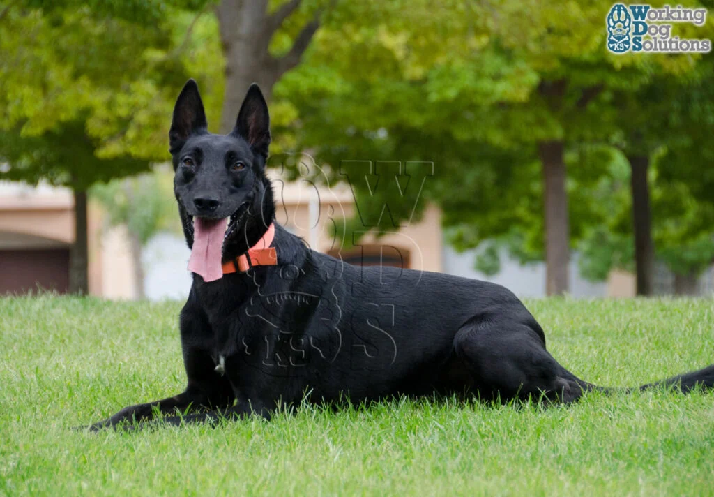 Baili · Working Dog Solutions