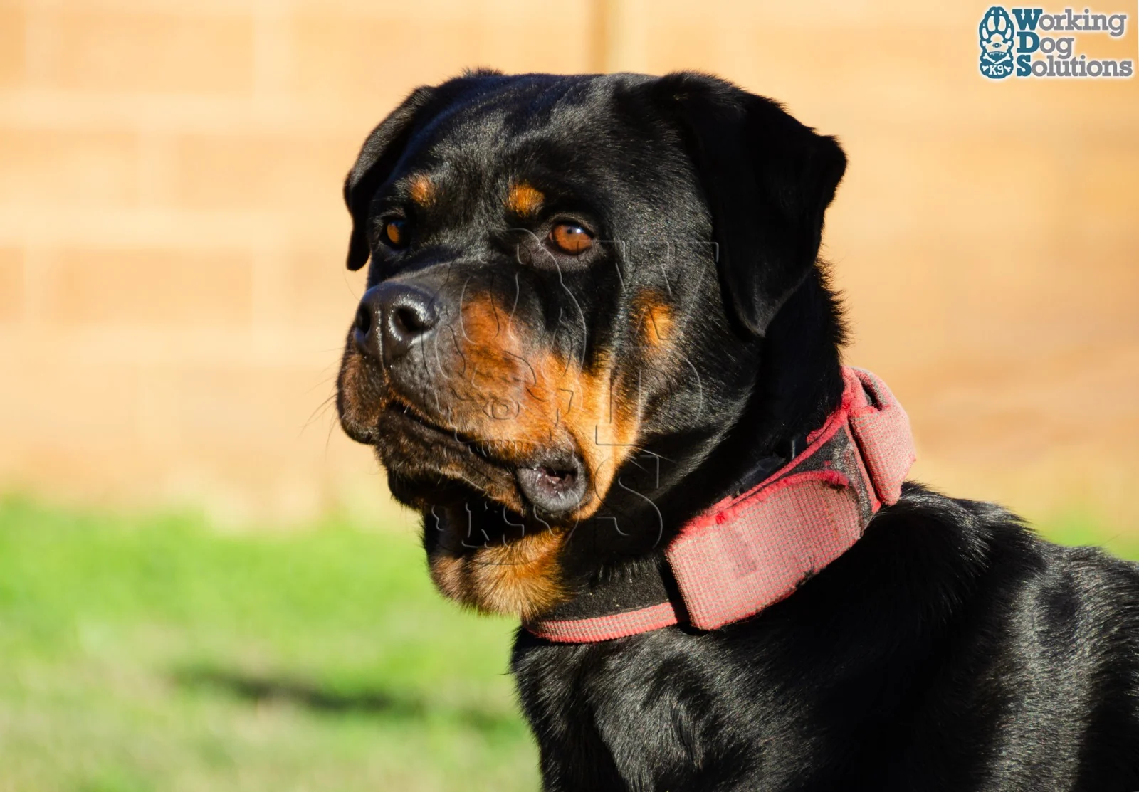 Beyonce Von Hause Corveg · Working Dog Solutions