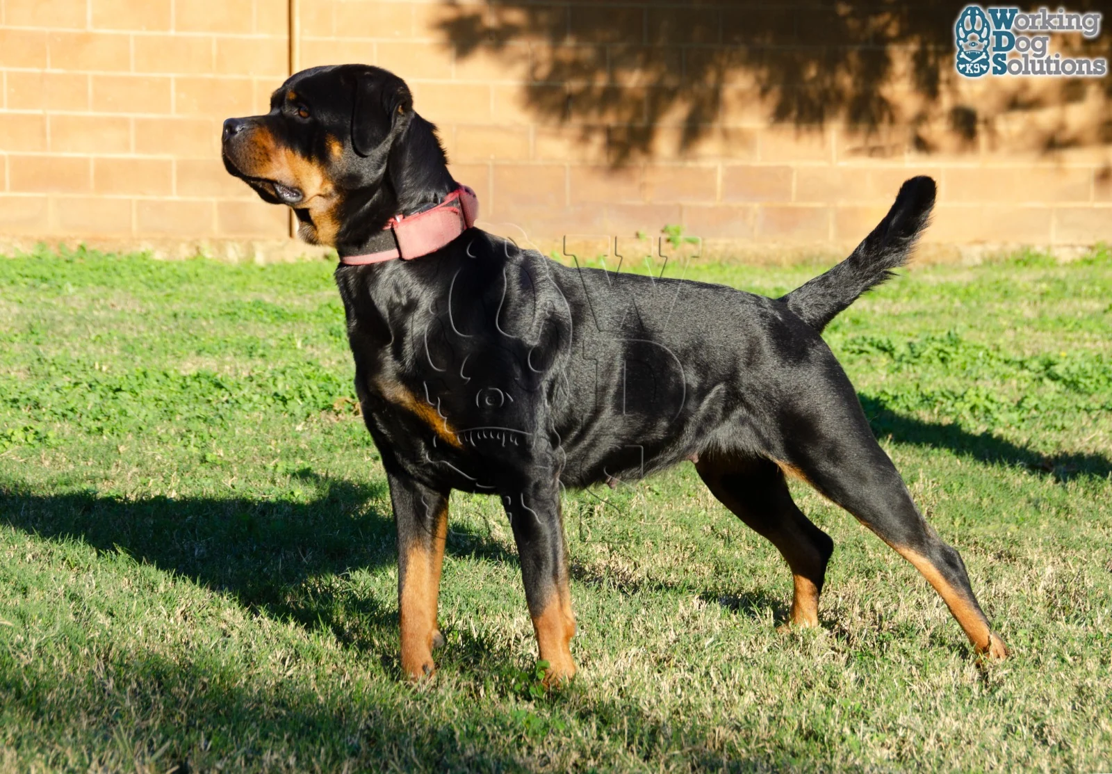 Beyonce Von Hause Corveg · Working Dog Solutions