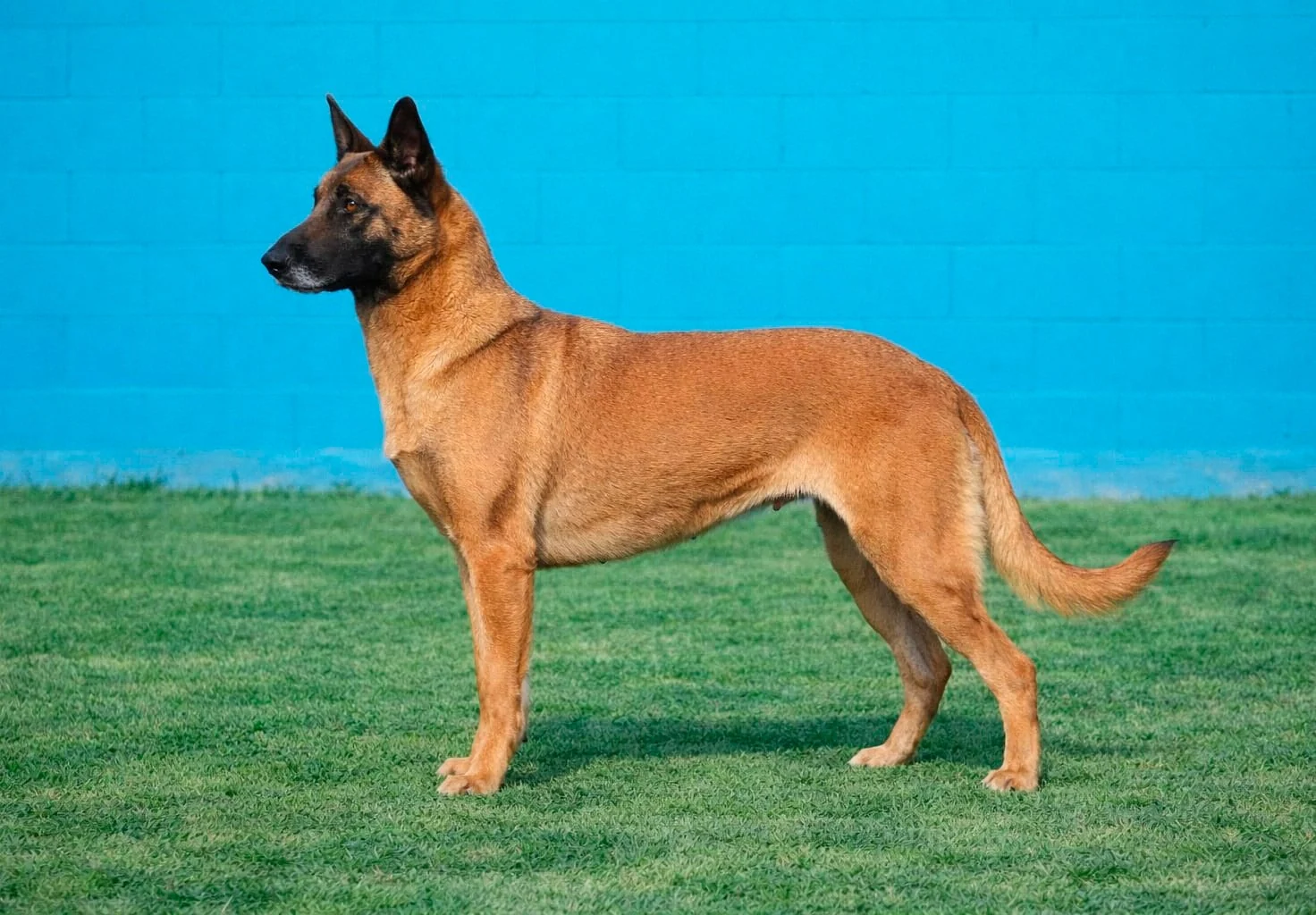 Blue · Working Dog Solutions
