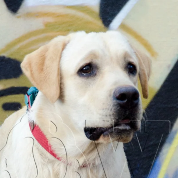 BOBY, progenitor de Nuca & Boby