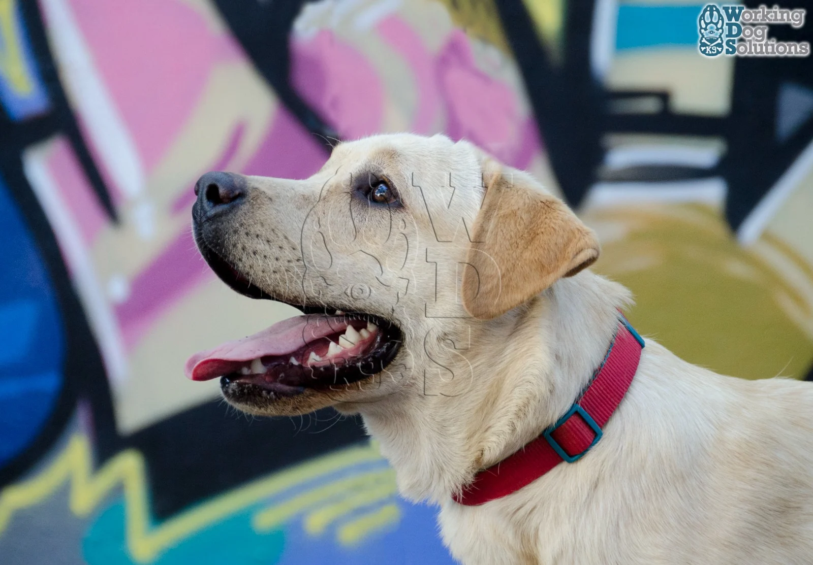 Boby · Working Dog Solutions