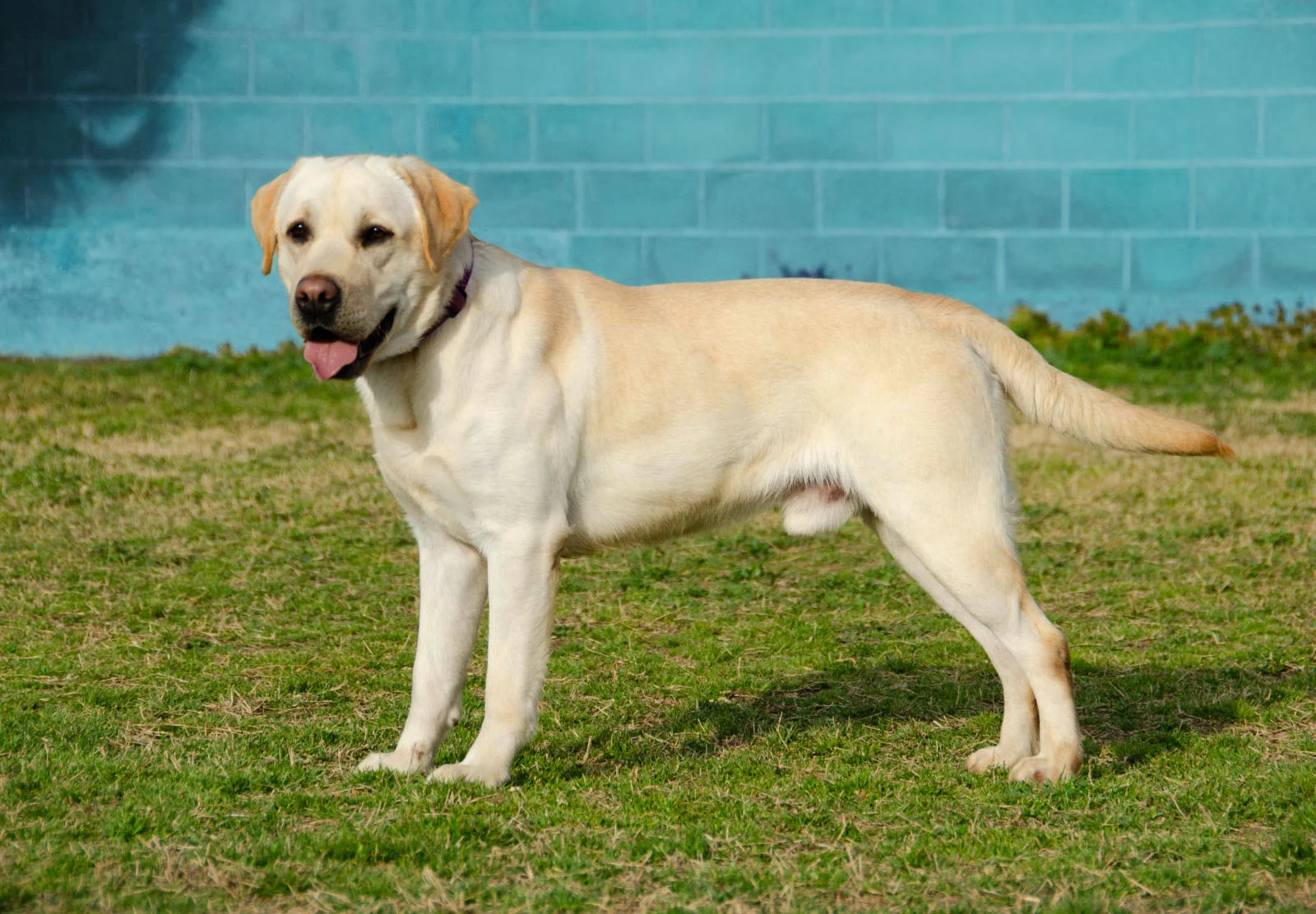 Boby · Working Dog Solutions