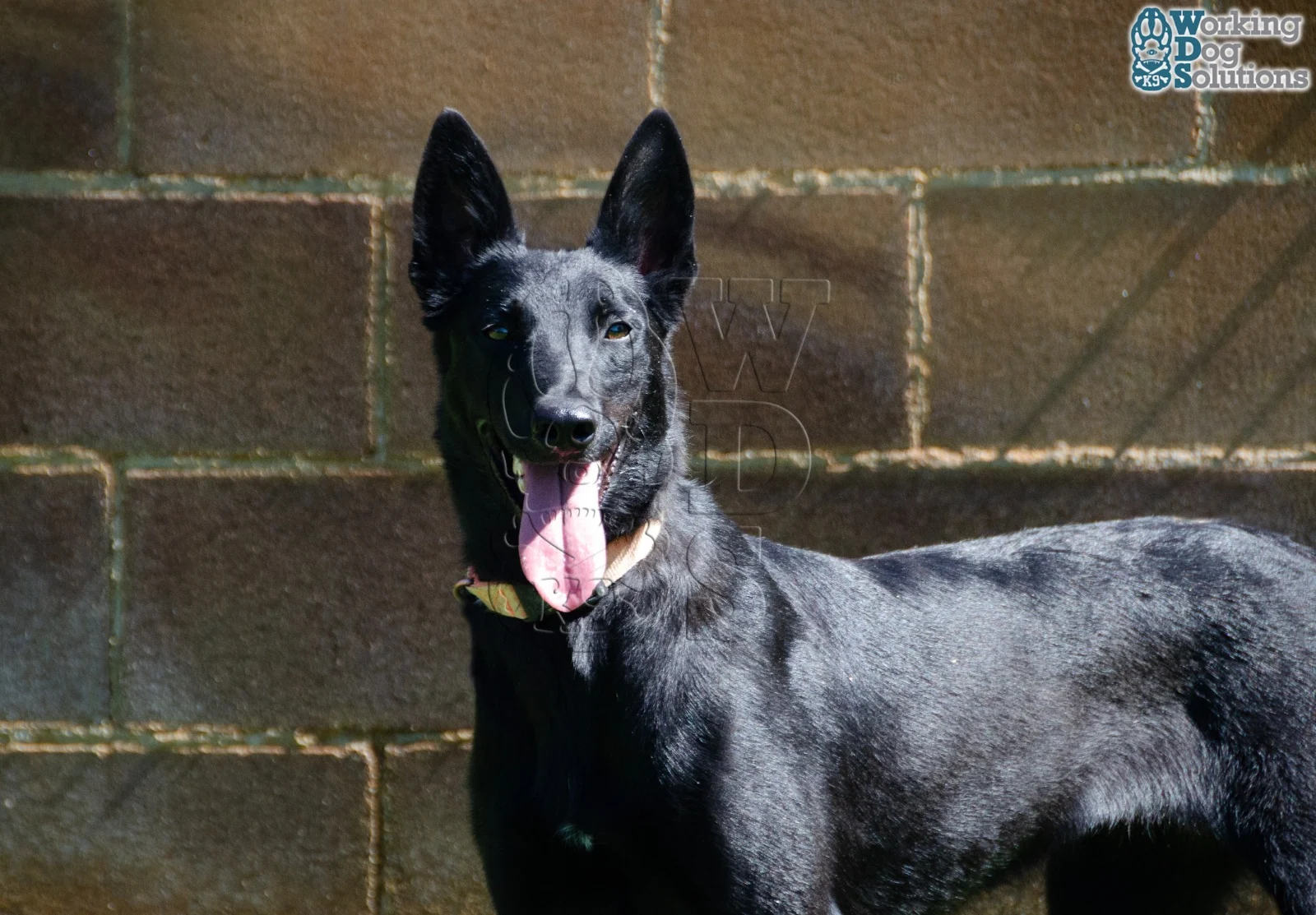 Chuky · Working Dog Solutions