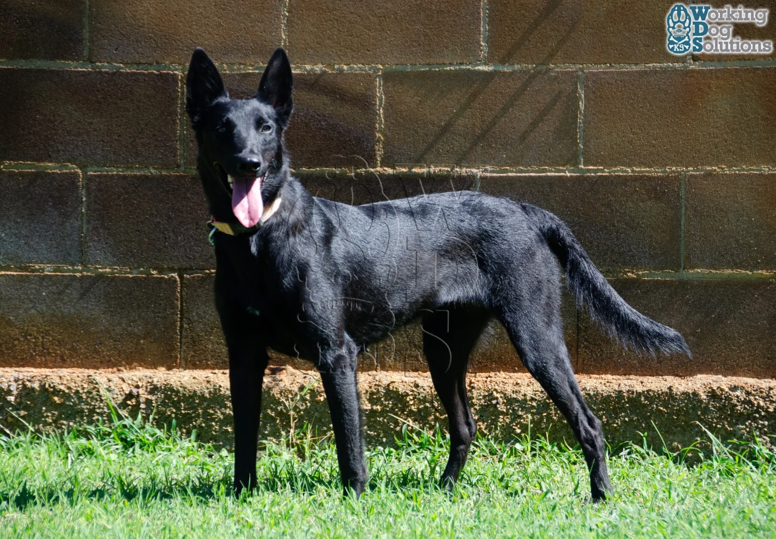 Chuky · Working Dog Solutions