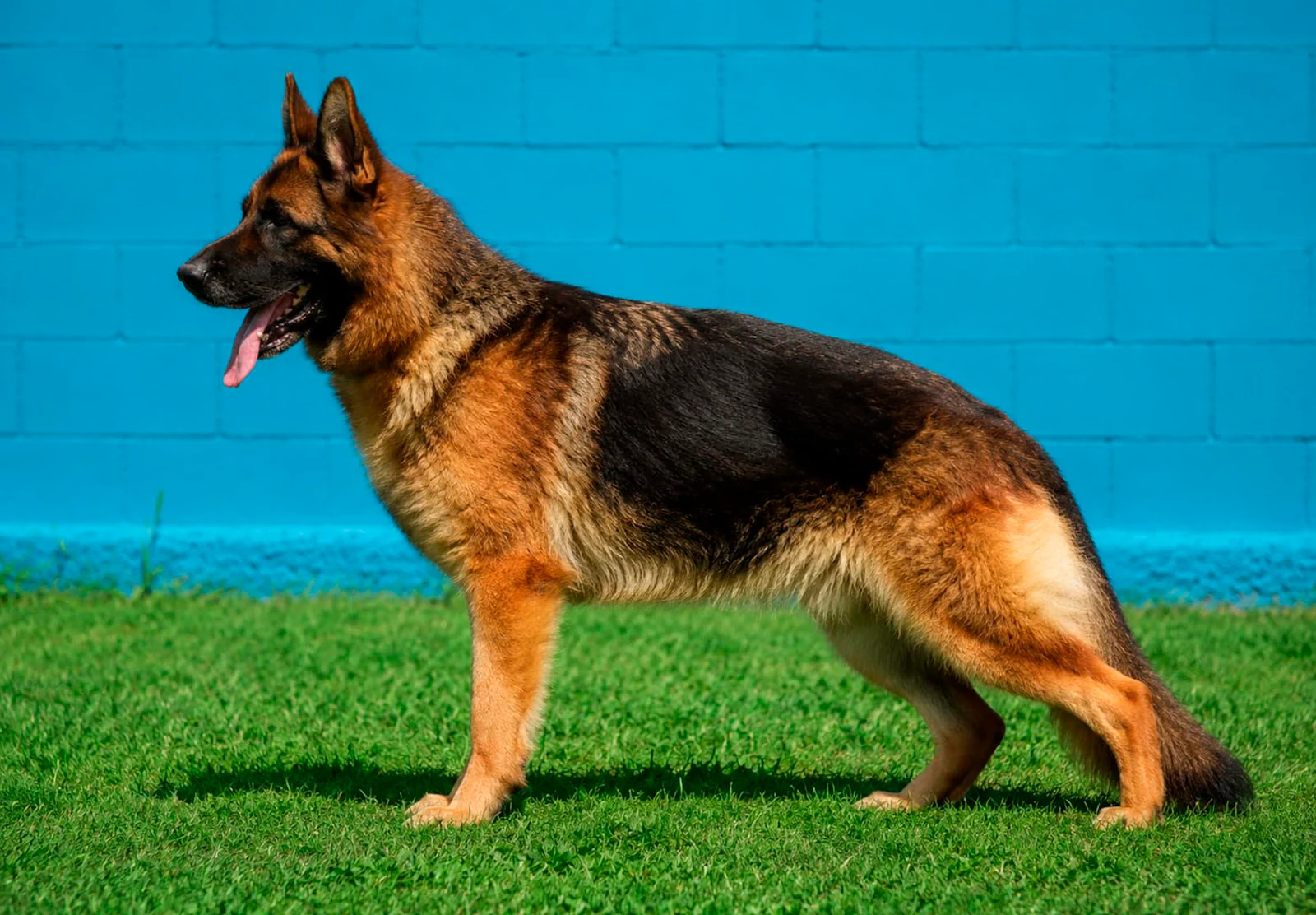 Dory · Working Dog Solutions