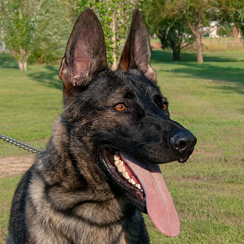 GRINGO, progenitor de Nix & Gringo