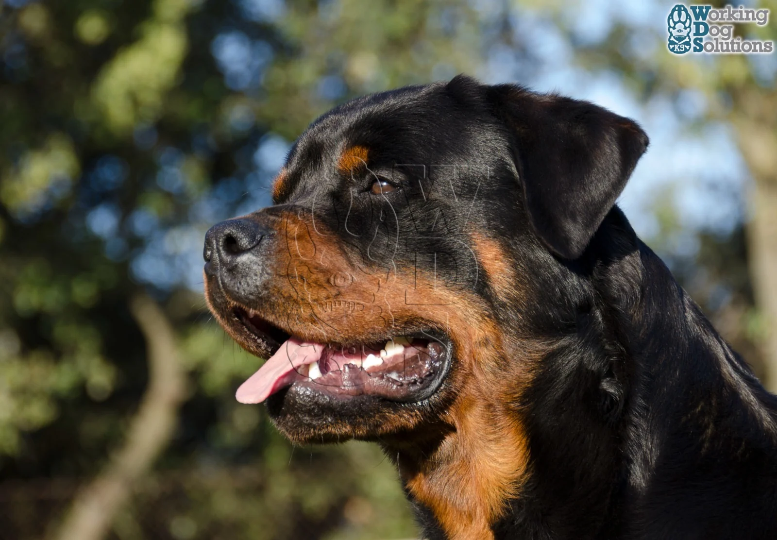 Gunther · Working Dog Solutions