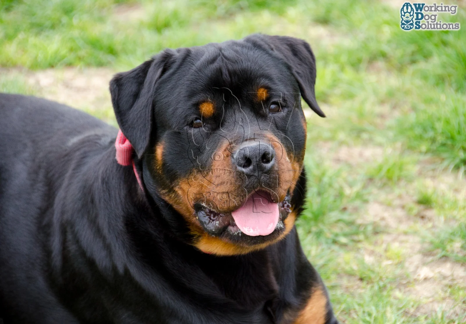 Gunther · Working Dog Solutions