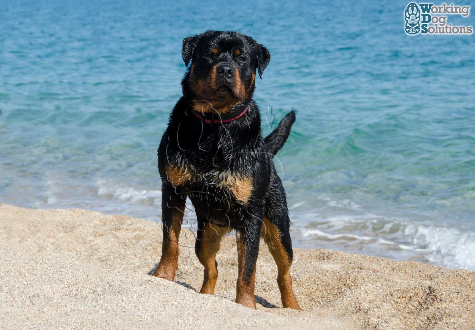 Gunther · Working Dog Solutions