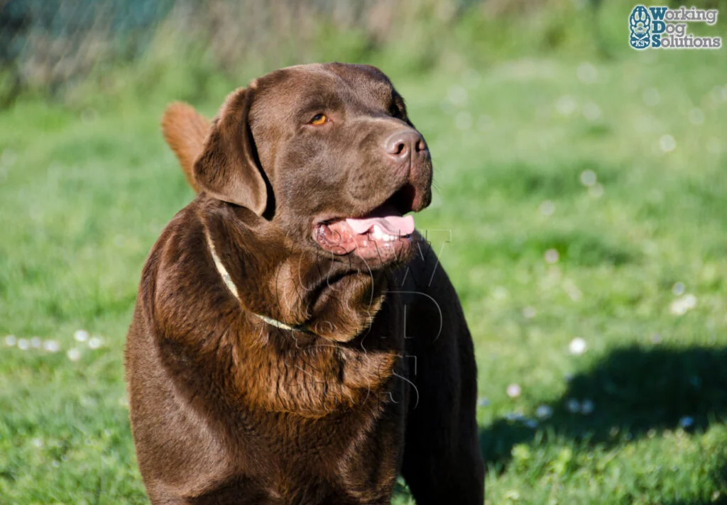 Gus Gunther Of Dream · Working Dog Solutions