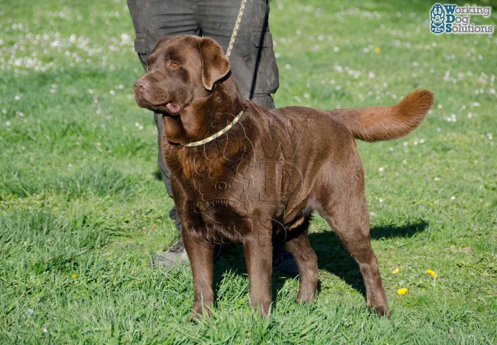 Gus Gunther Of Dream · Working Dog Solutions