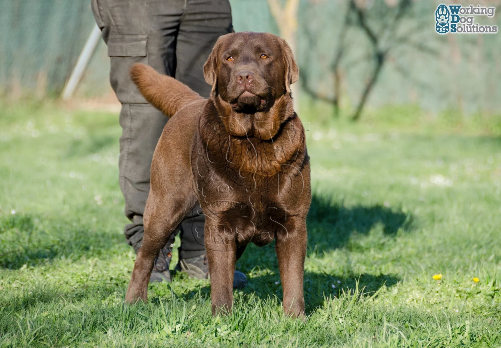 Gus Gunther Of Dream · Working Dog Solutions