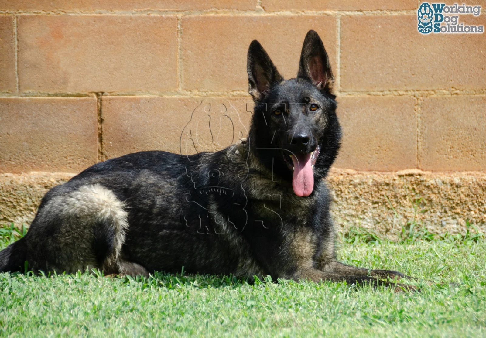 Herz · Working Dog Solutions