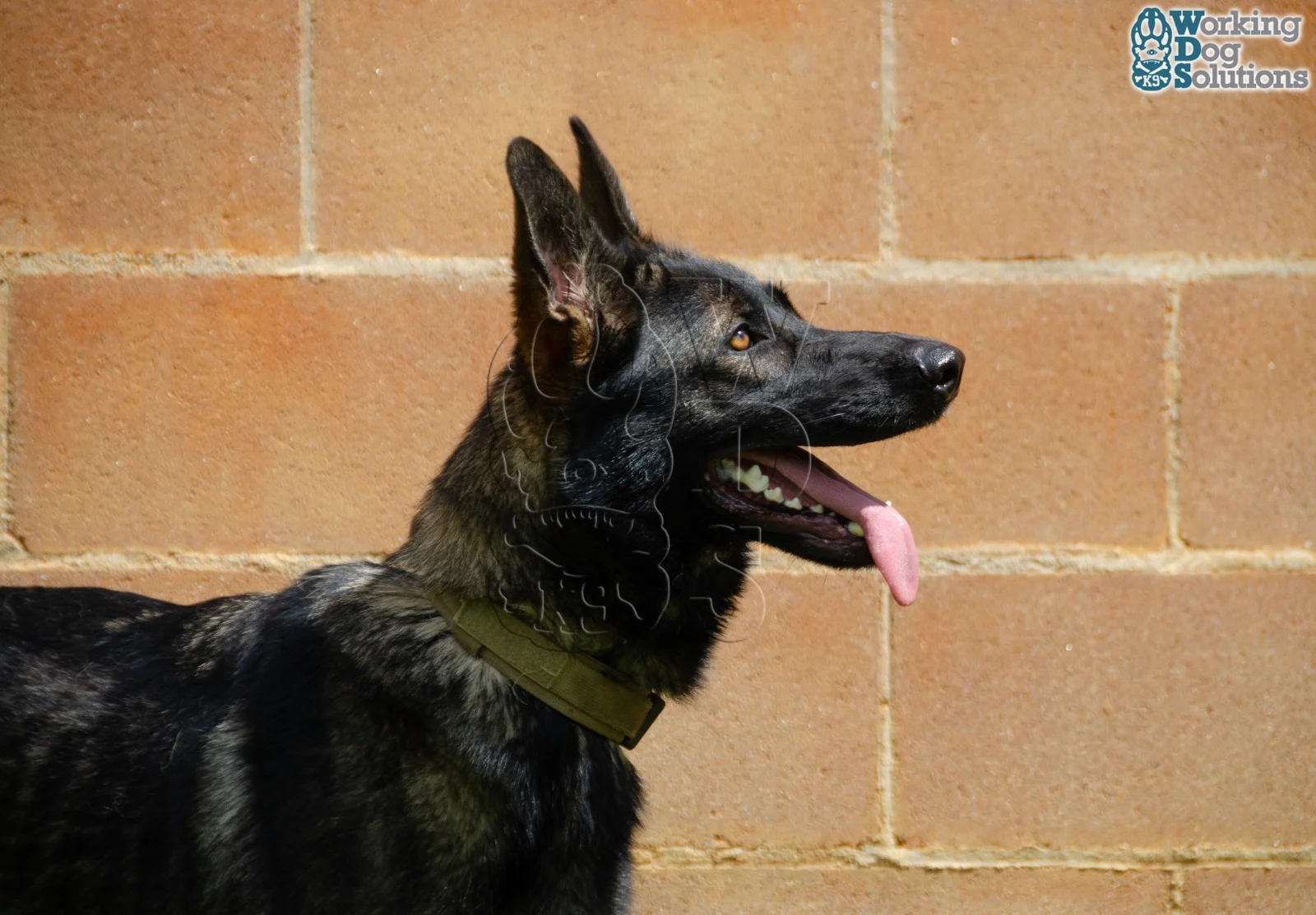 Herz · Working Dog Solutions
