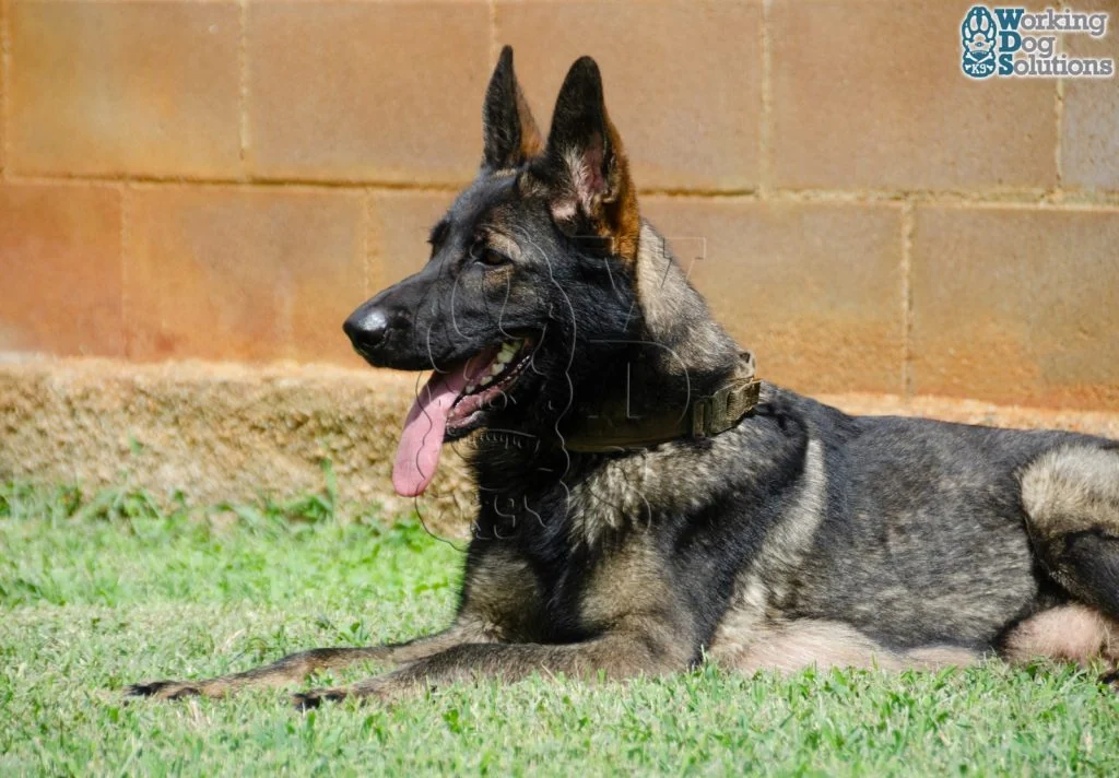Herz · Working Dog Solutions
