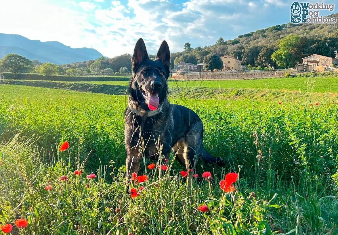 Herz · Working Dog Solutions