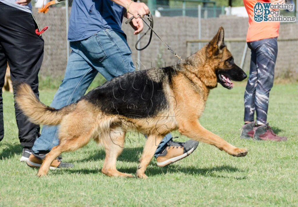 Irina Bahia Cromys · Working Dog Solutions