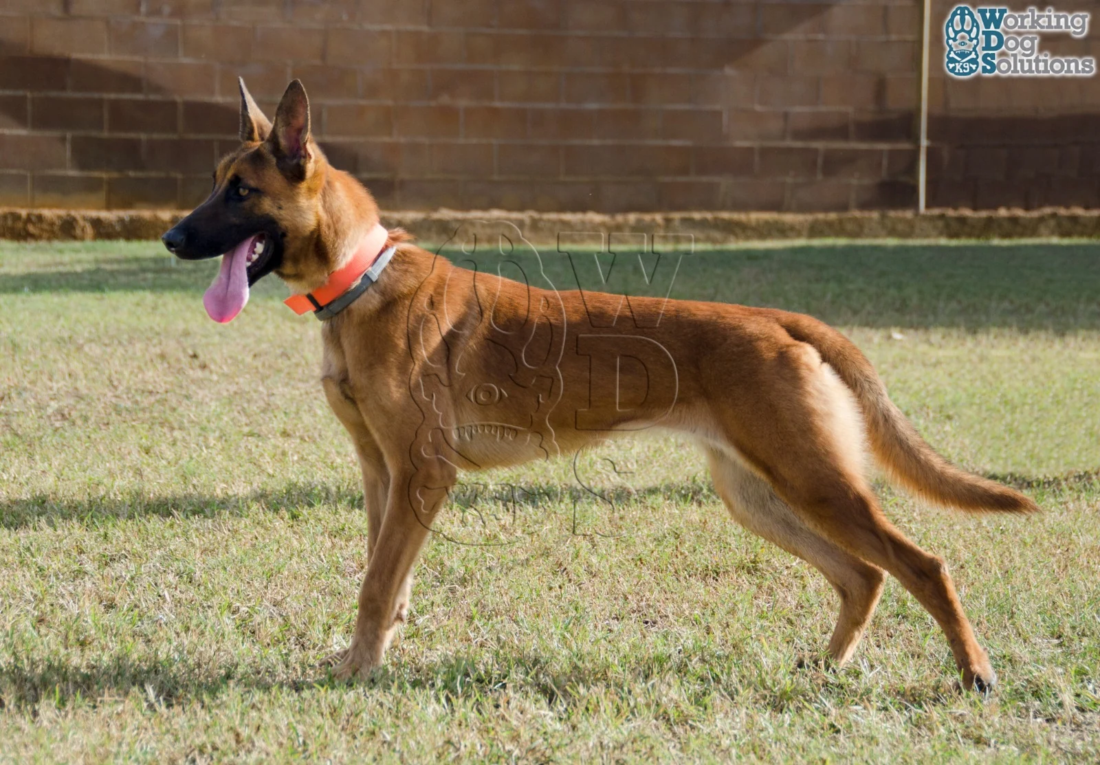 Loki · Working Dog Solutions