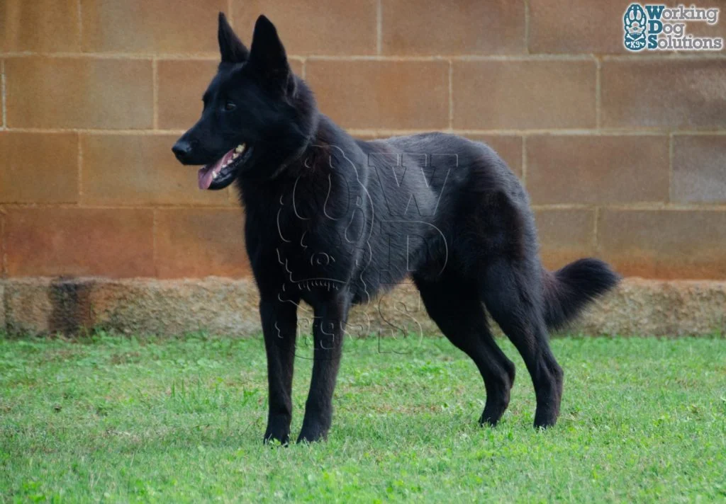 Nick · Working Dog Solutions
