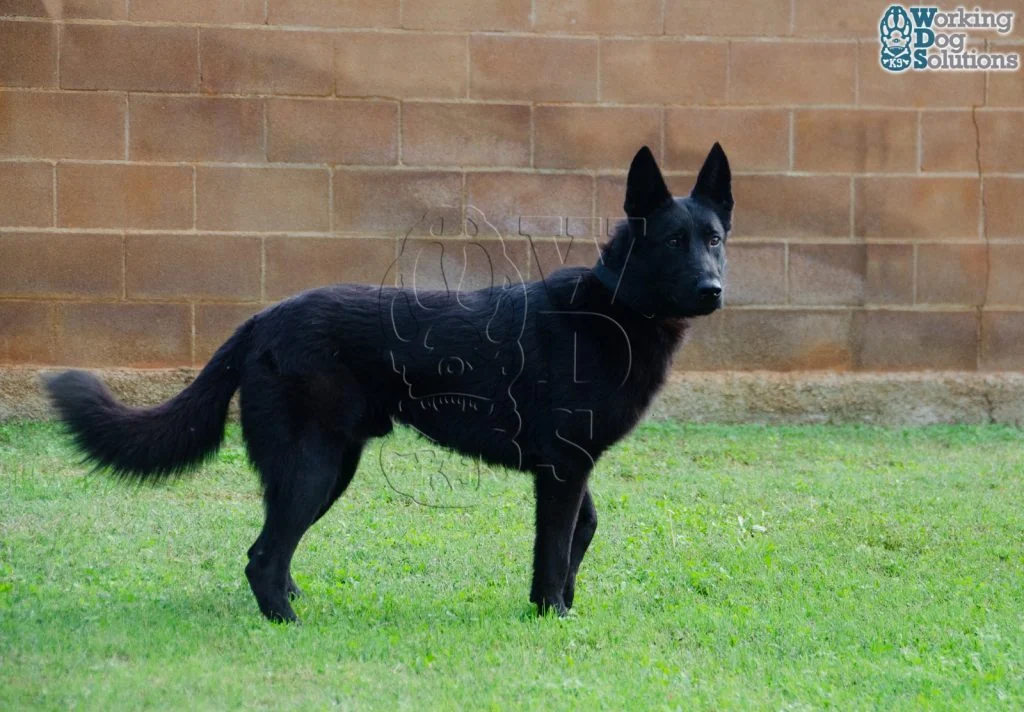 Nick · Working Dog Solutions