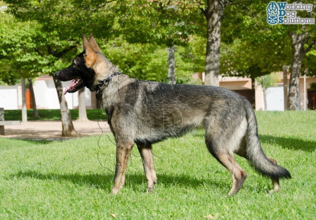 Nix · Working Dog Solutions