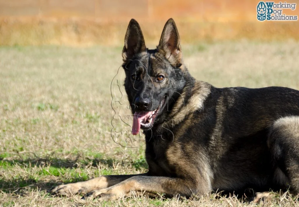 Nix · Working Dog Solutions