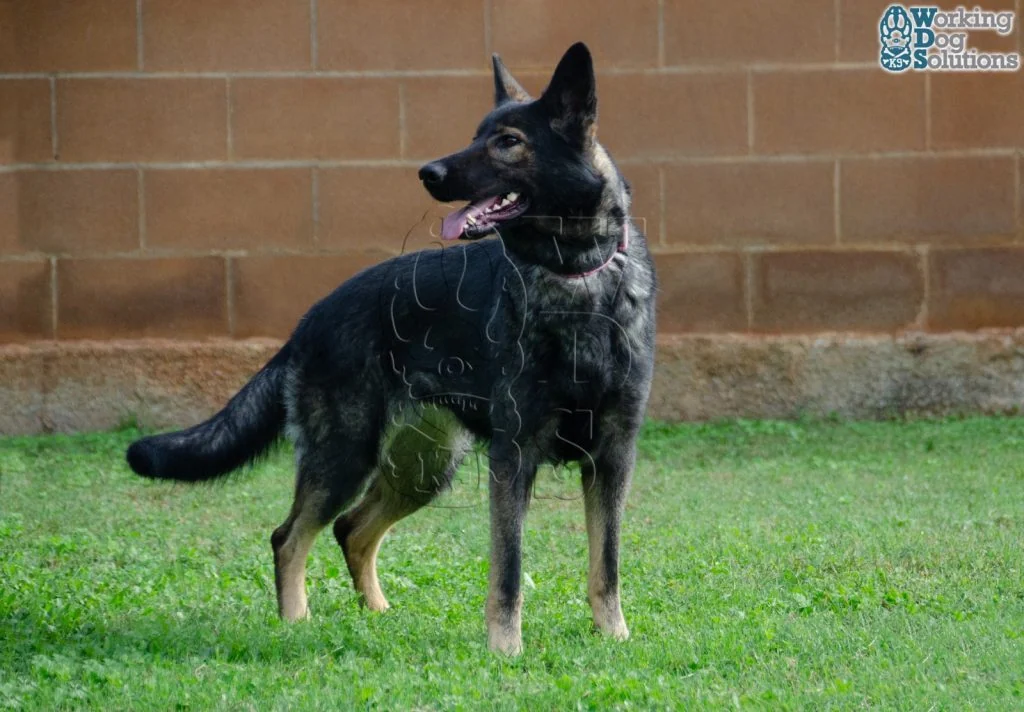 Olympia · Working Dog Solutions