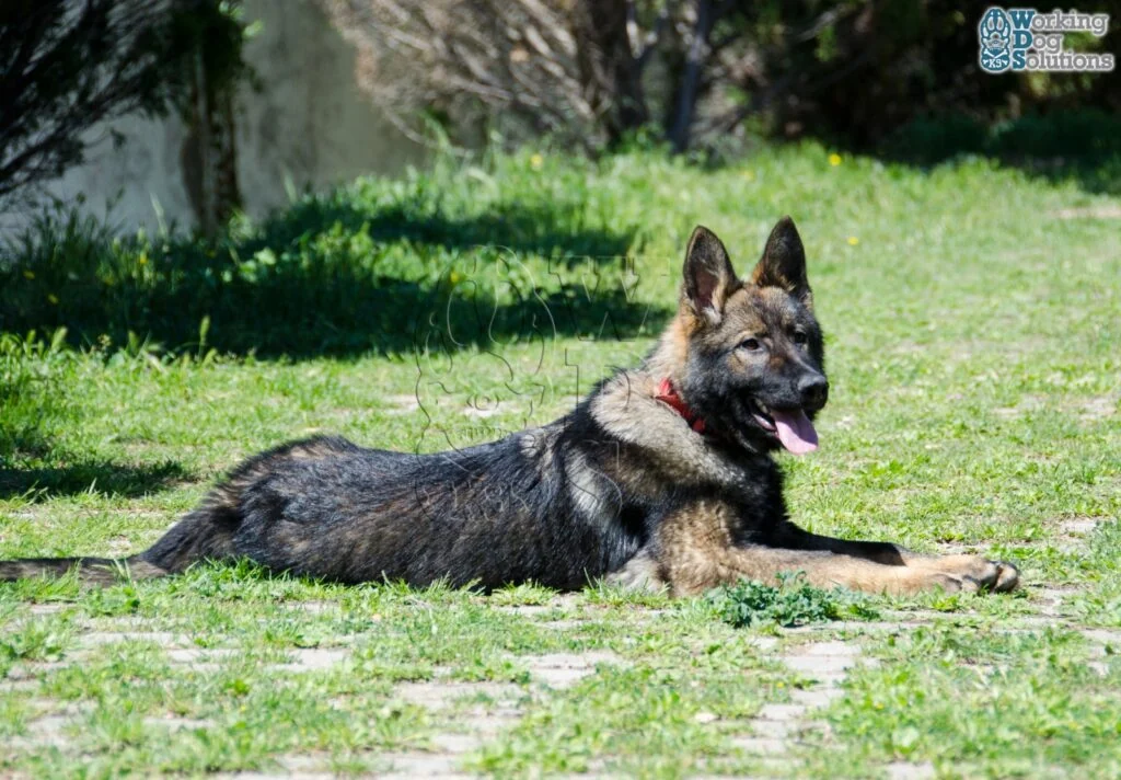 Olympia · Working Dog Solutions