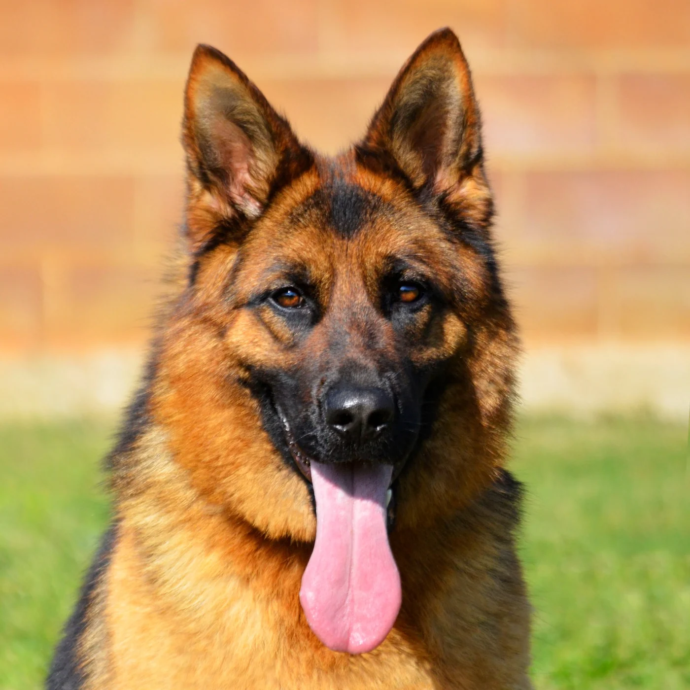 Roxy · Photographie de la mère