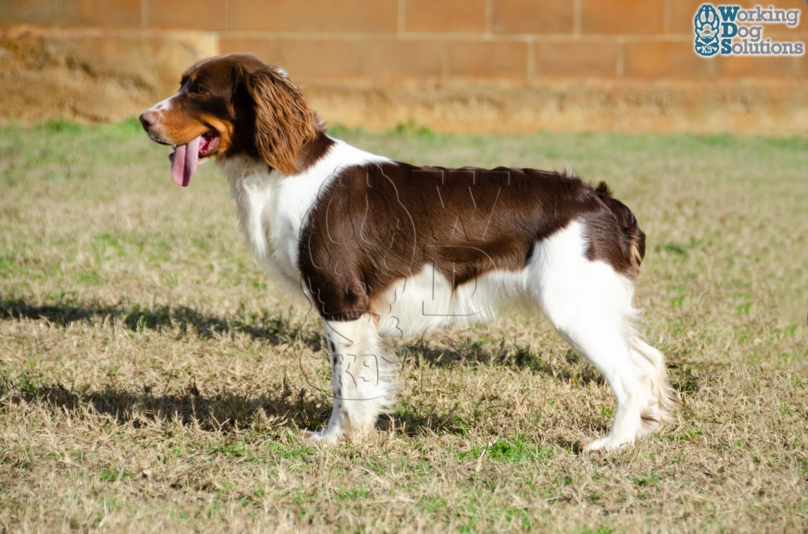 Talia · Working Dog Solutions