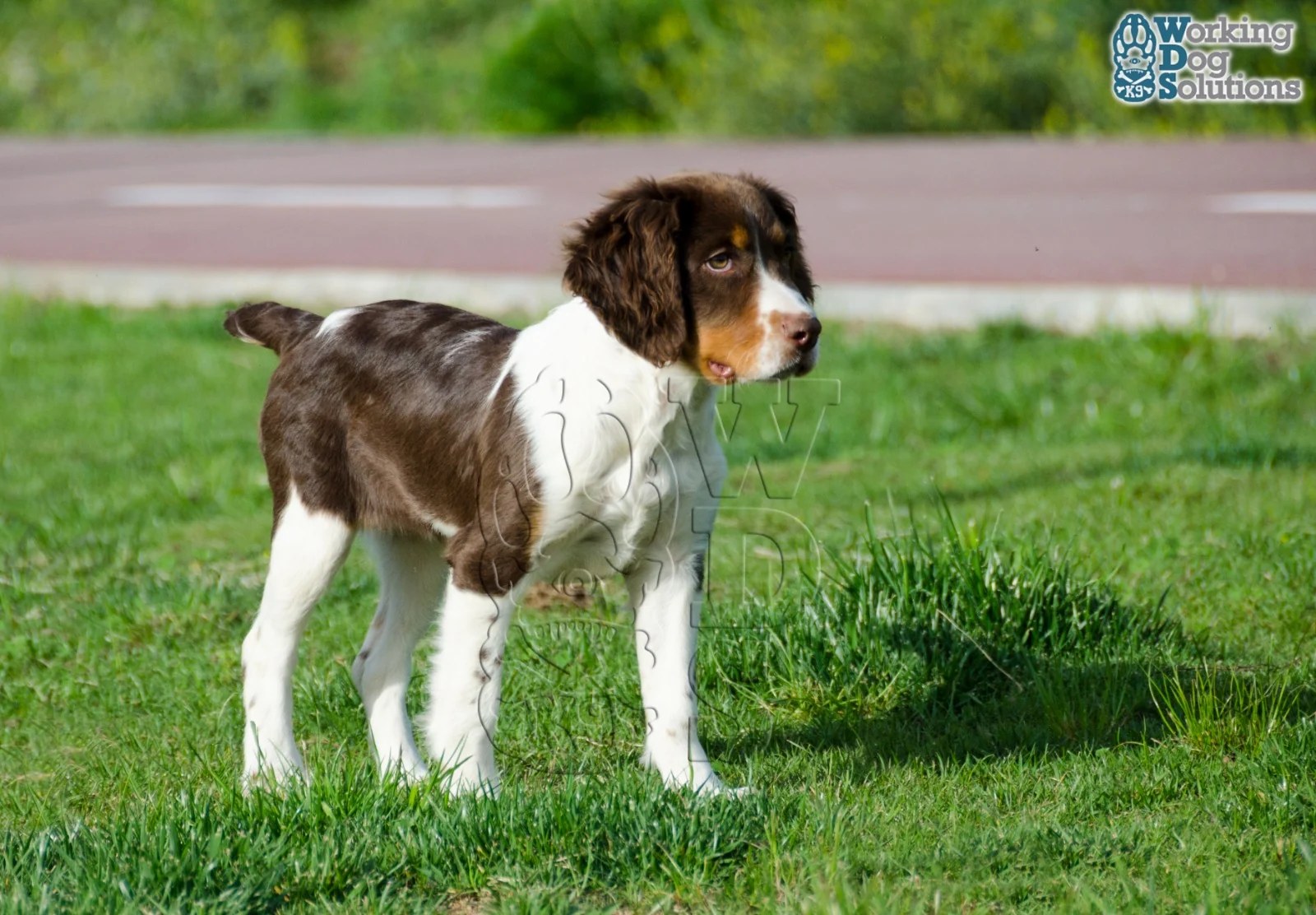 Talia · Working Dog Solutions