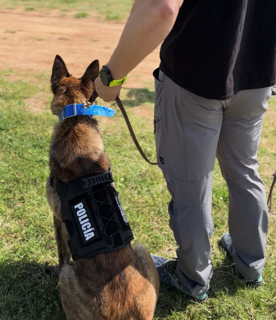 Perro con arnés de trabajo junto a su guía en WDS