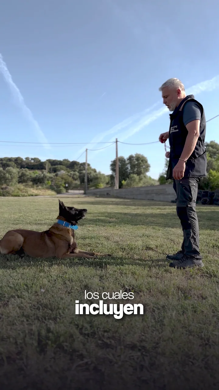 Présentation de l’éducation canine chez Working Dog Solutions