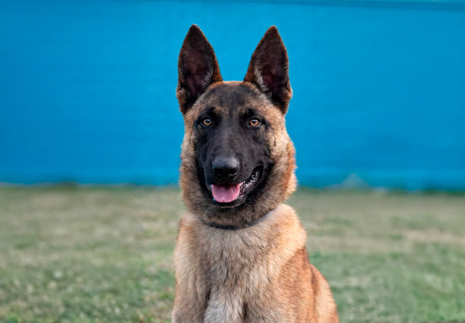 BRAN, Working Dog Solutions