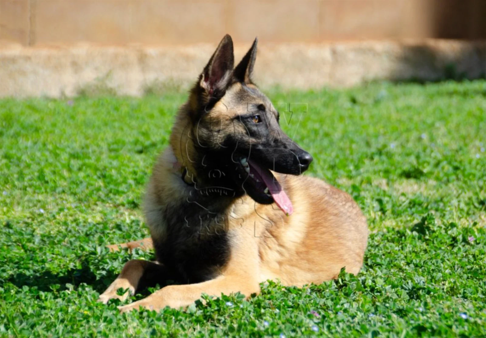 DUKE, Working Dog Solutions